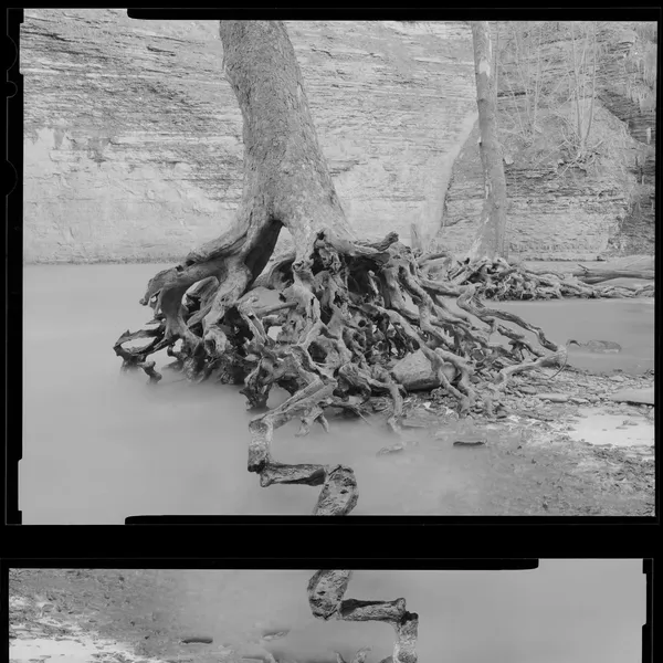 Tree roots meeting still water, photographed on large-format film.
