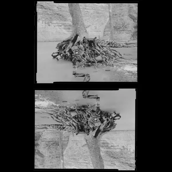 A reflected study of tree roots and water on large-format film.