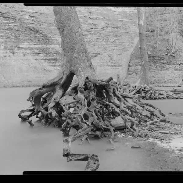 Tree roots spreading across the bank beside still water.