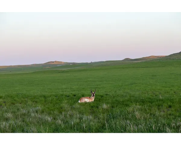 A pronghorn standing alone in a broad green field.