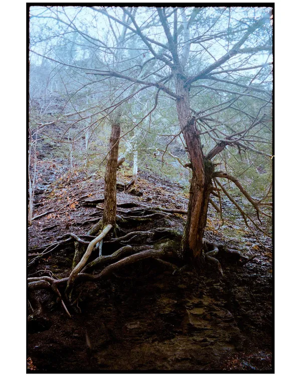 Exposed roots winding across a damp forest floor.