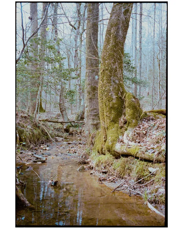 A moss-covered tree beside a shallow forest stream.