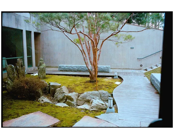 A red-barked tree beside a quiet modern courtyard.
