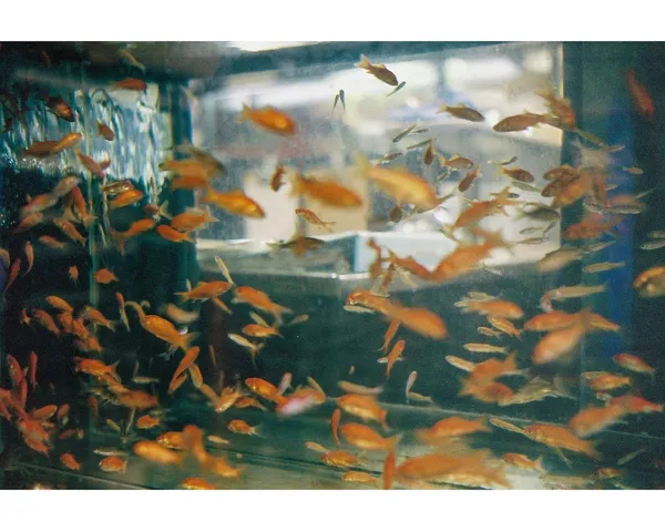Orange and silver fish moving through an aquarium.