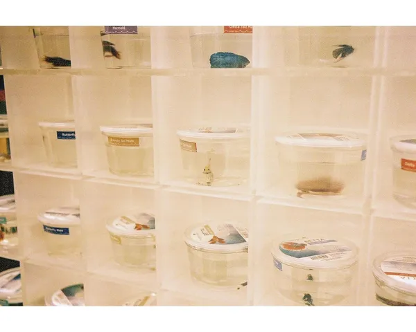 Rows of softly lit specimen drawers at an aquarium.