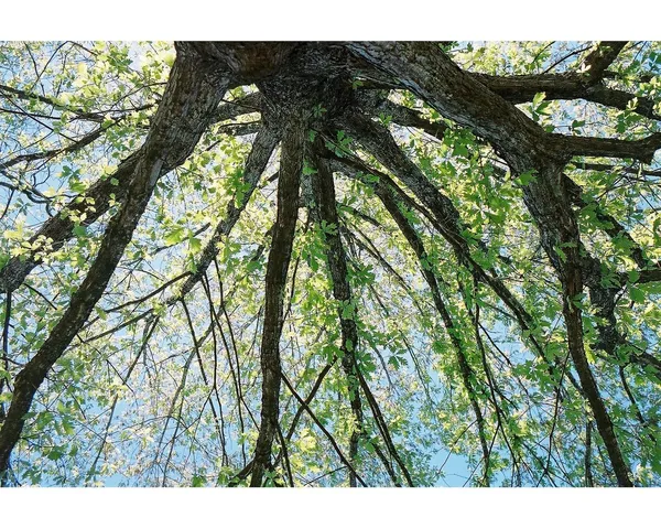 A tree canopy viewed from below in dappled light.