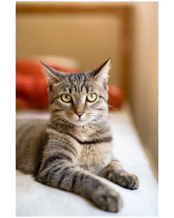 A gray tabby cat looking toward the camera.