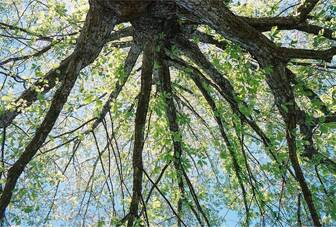 A tree canopy viewed from below in dappled light.